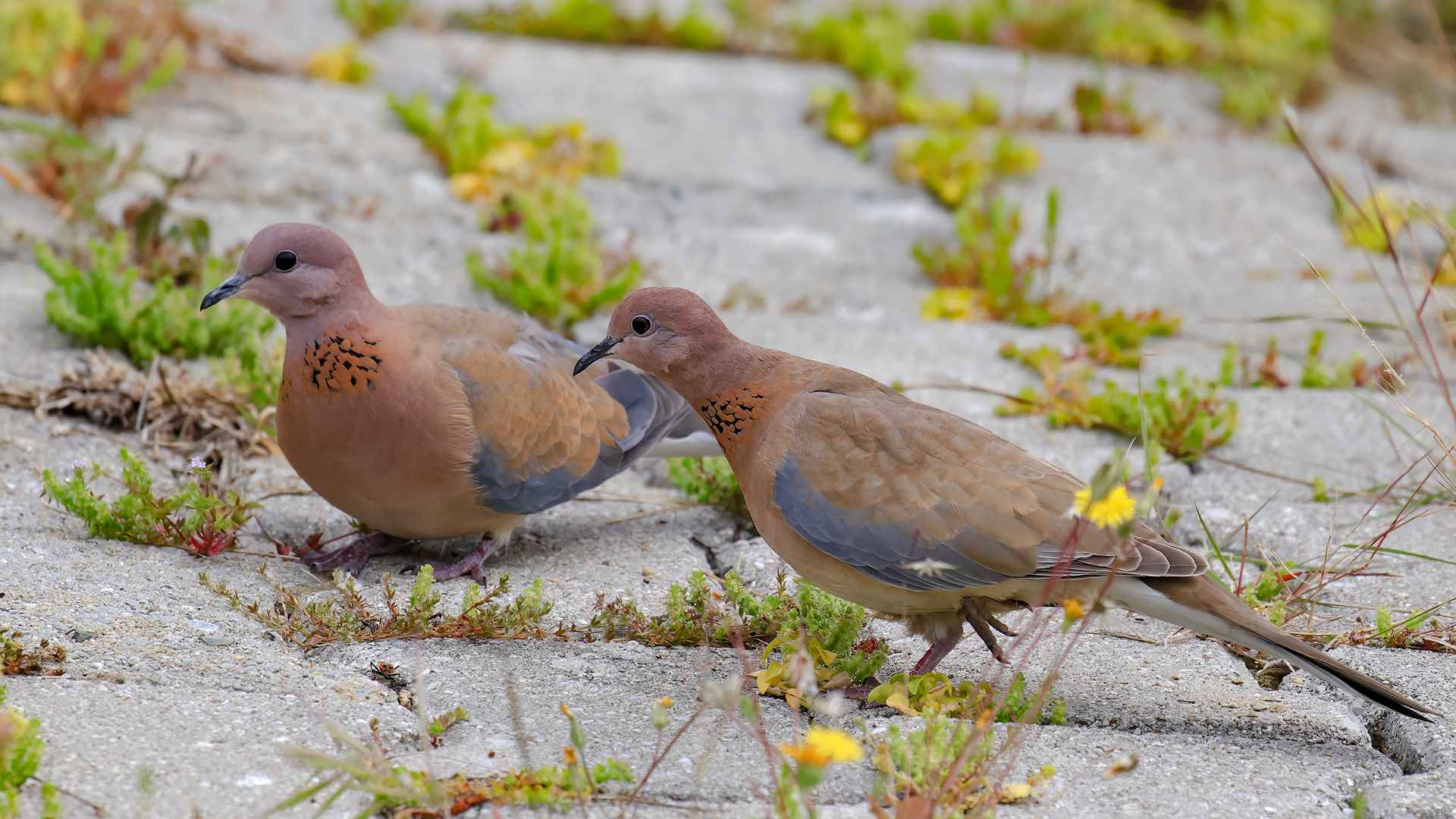 Laughing Dove
